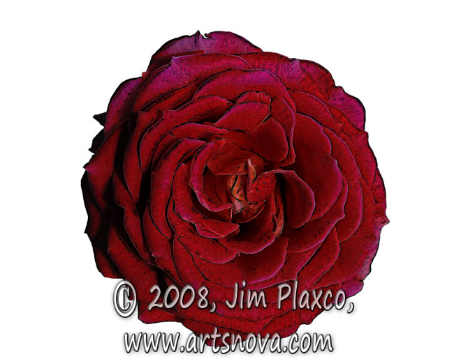 Red Rose digital art